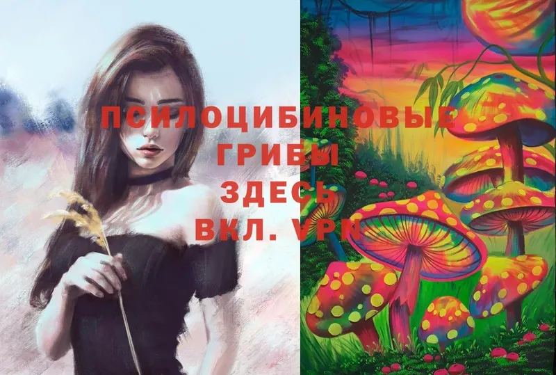 Галлюциногенные грибы Cubensis  кракен ССЫЛКА  Реутов  как найти закладки 